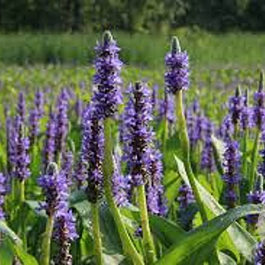 Pontederia cordata GM P9