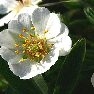 Potentilla alba GM P9