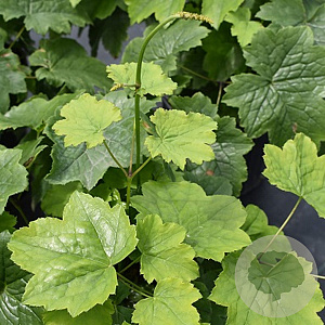 Actaea japonica 'Silver Dance' GM P9