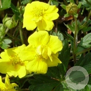 Potentilla aurea GM P9