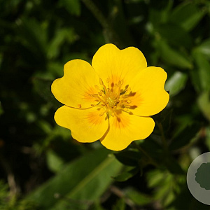 Potentilla aurea GM P9