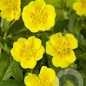 Potentilla aurea GM P9