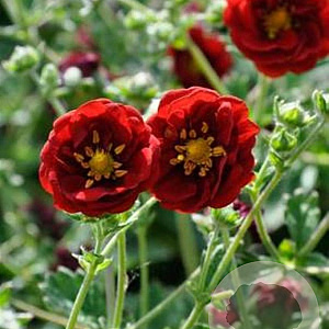 Potentilla 'Flambeau' GM P9
