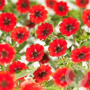 Potentilla 'Gibson's Scarlet' GM P9