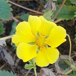 Potentilla 'Mont d'Or' GM P9