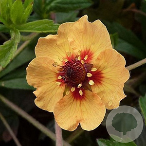Potentilla tonguei GM P9