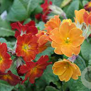 Primula 'Bronze' GM P9