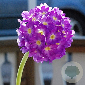 Primula denticulata GM P9
