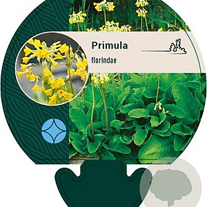 Primula florindae GM P9