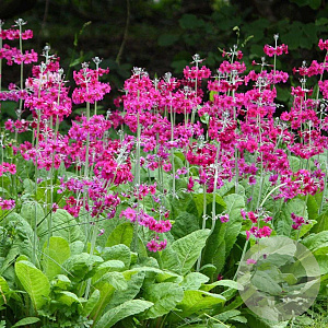Primula japonica GM P9