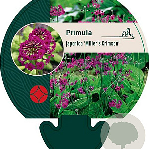 Primula japonica 'Miller's Crimson' GM P9