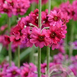 Primula pulverulenta GM P9