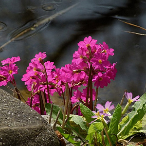 Primula rosea GM P9