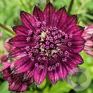Astrantia maj. 'Red Promise' GM P9