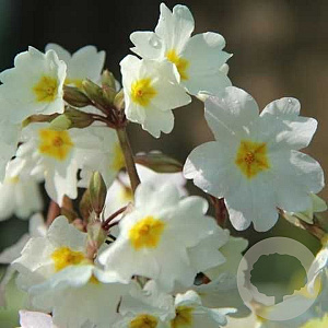 Primula (J) 'Sneeuwwitje' GM P9