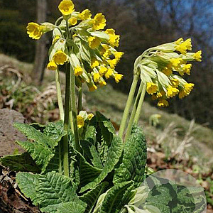 Primula veris GM P9