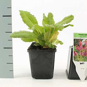 Primula vialii GM P9