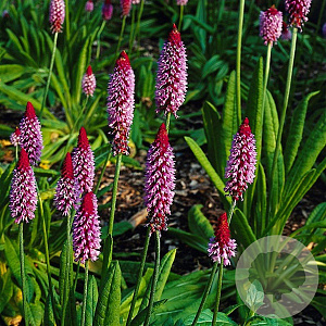 Primula vialii GM P9