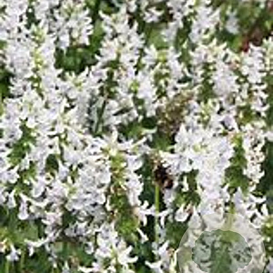 Betonica off. 'Summer Snowcone' GM P9