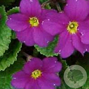 Primula (J) 'Wanda' GM P9