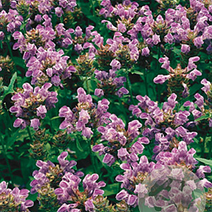 Prunella grandiflora GM P9