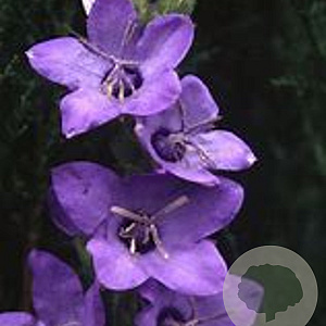 Campanula primulifolia GM P9