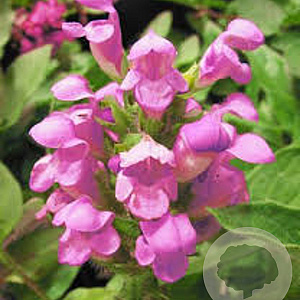 Prunella grandiflora 'Loveliness' GM P9