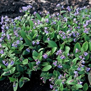 Pulmonaria angustifolia GM P9