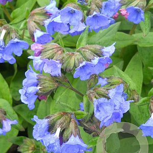 Pulmonaria angustifolia Munstead Blue GM P9