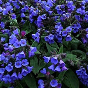 Pulmonaria angustifolia Smokey Blue GM P9