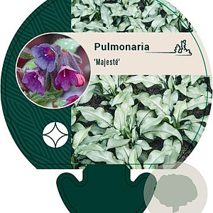 Pulmonaria 'Majesté' GM P9