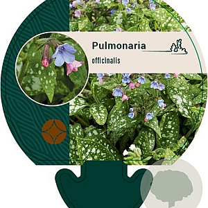 Pulmonaria officinalis GM P9