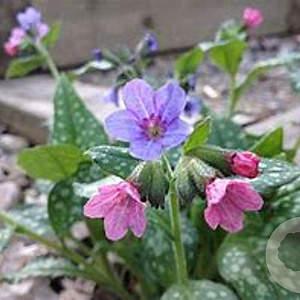 Pulmonaria officinalis GM P9