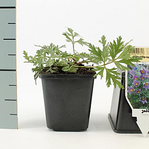 Pulsatilla vulgaris GM P9