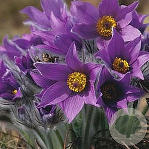 Pulsatilla vulgaris GM P9
