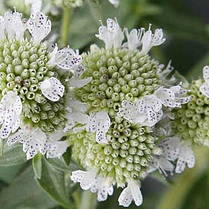 Pycnanthemum pilosum GM P9