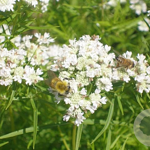 Pycnanthemum tenuifolium GM P9