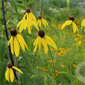 Ratibida pinnata GM P9