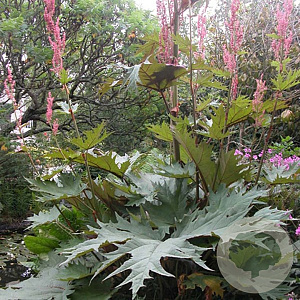 Rheum palmatum tanguticum GM P9