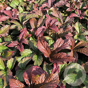Rodgersia aesculifolia GM P9