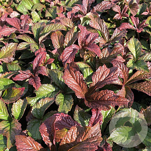 Rodgersia aesculifolia GM P9
