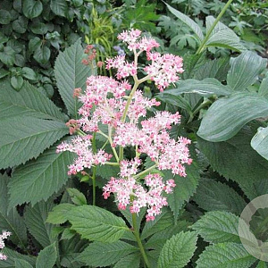 Rodgersia 'Die Anmutige' GM P9