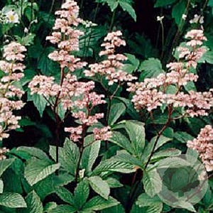 Rodgersia henrici GM P9