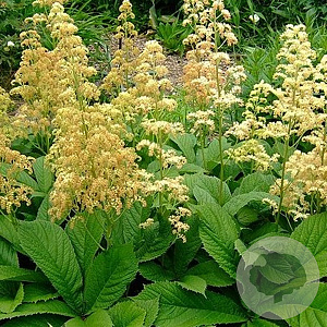 Rodgersia pinnata GM P9