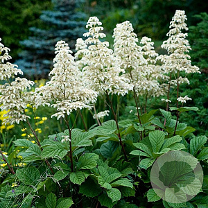 Rodgersia pinnata 'Alba' GM P9
