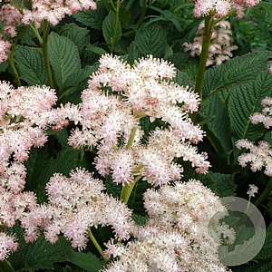 Rodgersia pinnata 'Die Schone' GM P9