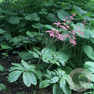 Rodgersia pinnata 'Elegans' GM P9