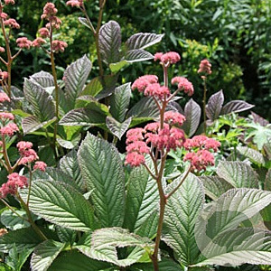 Rodgersia pinnata 'Superba' GM P9