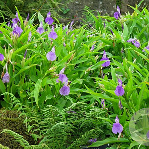 Roscoea auriculata GM P9