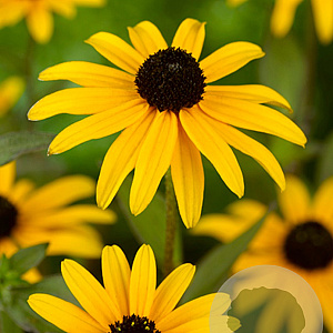 Rudbeckia fulgida deamii GM P9